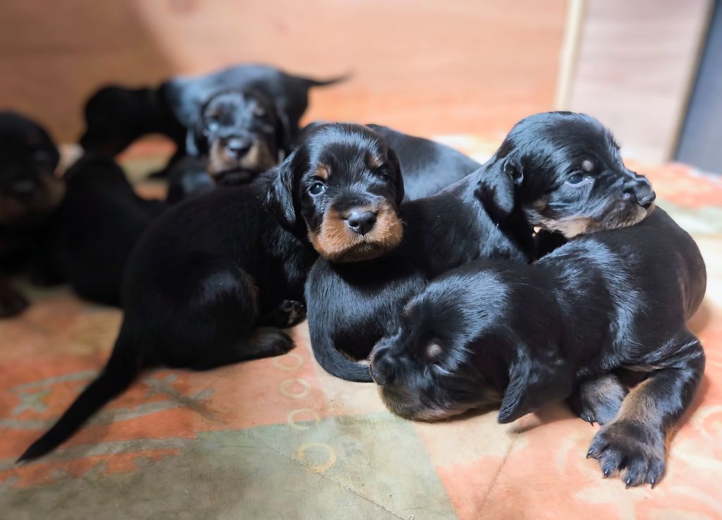 Naissance de chiot le 15/07/25 pour Phyra