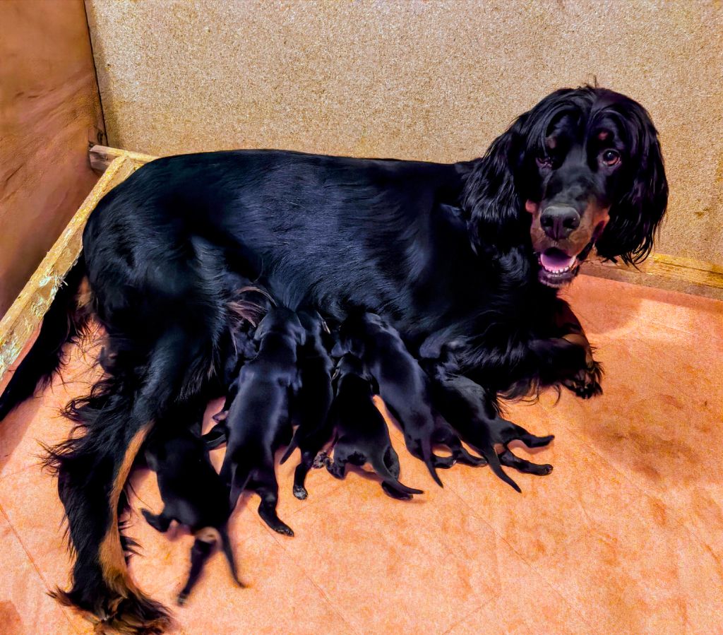 Naissance de chiot le 15/07/25 pour Phyra
