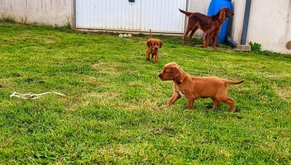 De Pont Calleck - Chiots disponibles - Setter irlandais rouge