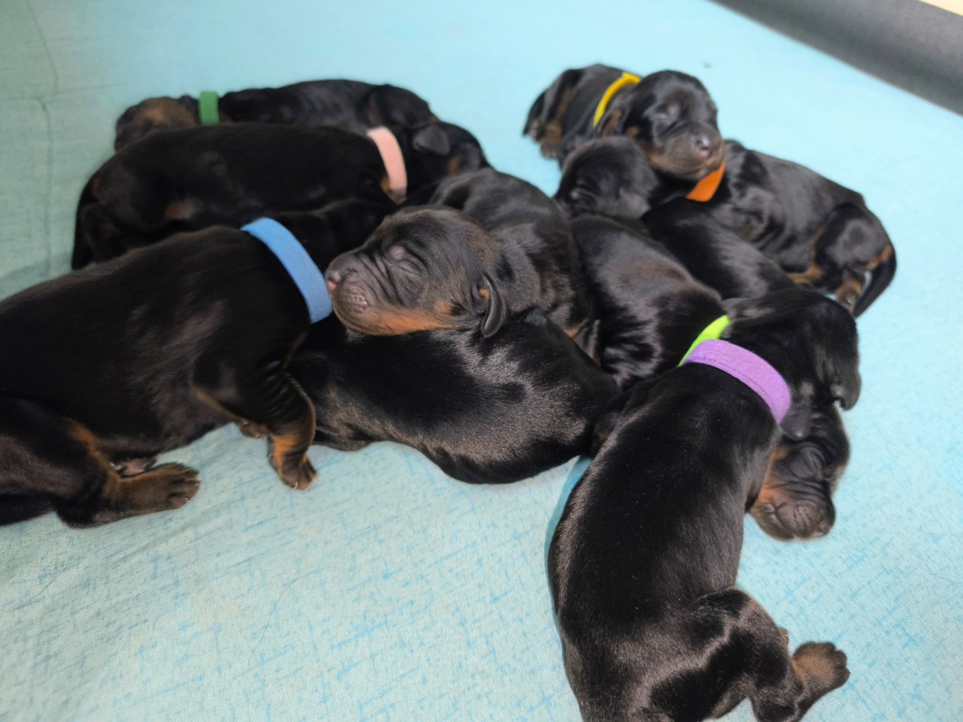Chiot Setter Gordon De Pont Calleck