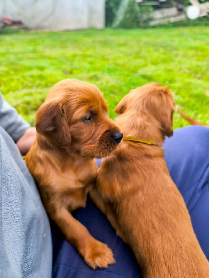 CHIOT