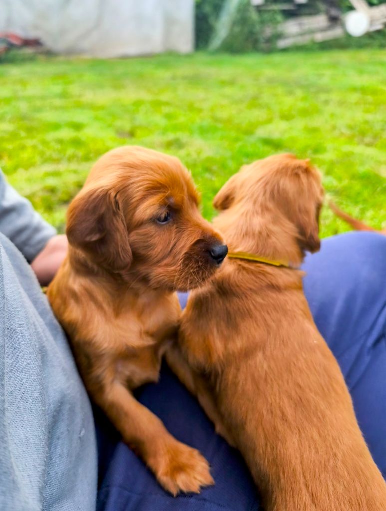 De Pont Calleck - Chiots disponibles - Setter irlandais rouge